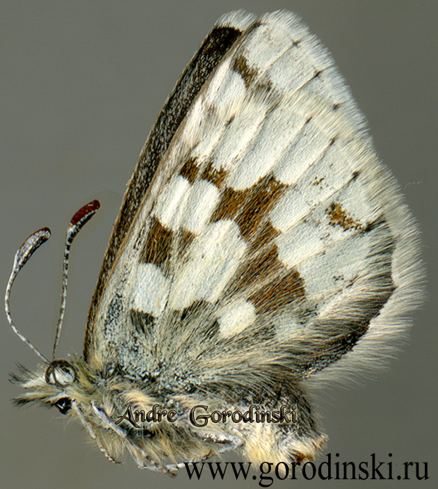 lycaenidae/Albulina dis.jpg